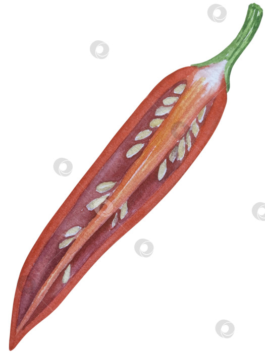 Скачать Целые и нарезанные стручки красного перца чили на белом фоне. Ботаническая акварельная иллюстрация пряных овощей с зелеными листьями, выполненная от руки. Для дизайна упаковки, ресторанного меню, кухни фотосток Ozero