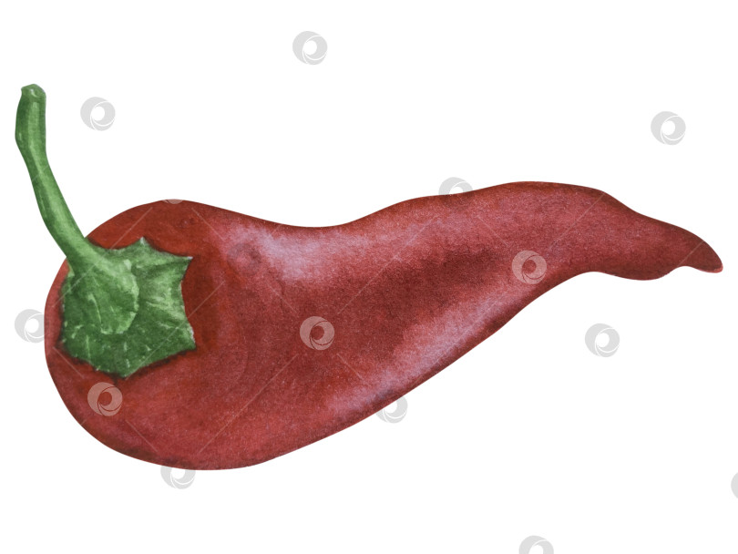 Скачать Целые и нарезанные стручки красного перца чили на белом фоне. Ботаническая акварельная иллюстрация пряных овощей с зелеными листьями, выполненная от руки. Для дизайна упаковки, ресторанного меню, кухни фотосток Ozero