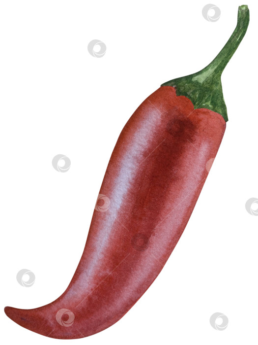 Скачать Целые и нарезанные стручки красного перца чили на белом фоне. Ботаническая акварельная иллюстрация пряных овощей с зелеными листьями, выполненная от руки. Для дизайна упаковки, ресторанного меню, кухни фотосток Ozero