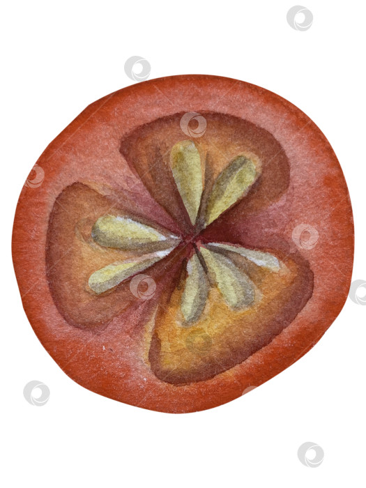 Скачать Целые и нарезанные стручки красного перца чили на белом фоне. Ботаническая акварельная иллюстрация пряных овощей с зелеными листьями, выполненная от руки. Для дизайна упаковки, ресторанного меню, кухни фотосток Ozero