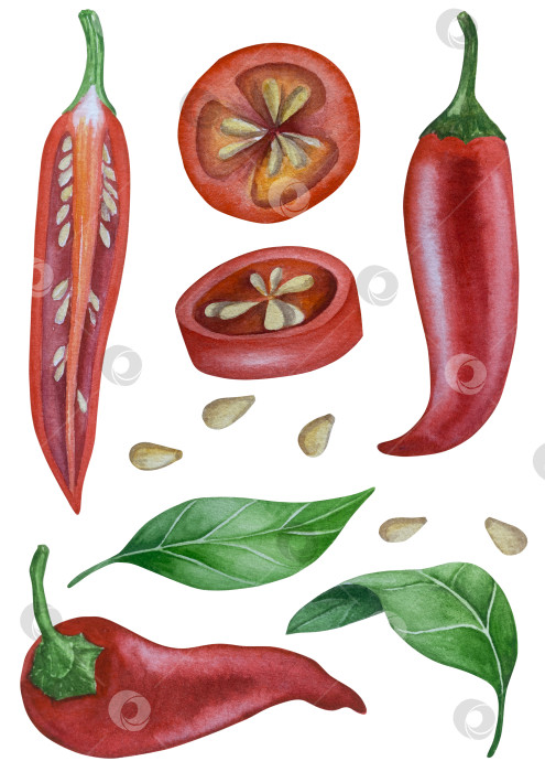 Скачать Целые и нарезанные стручки красного перца чили на белом фоне. Ботаническая акварельная иллюстрация пряных овощей с зелеными листьями, выполненная от руки. Для дизайна упаковки, ресторанного меню, кухни фотосток Ozero