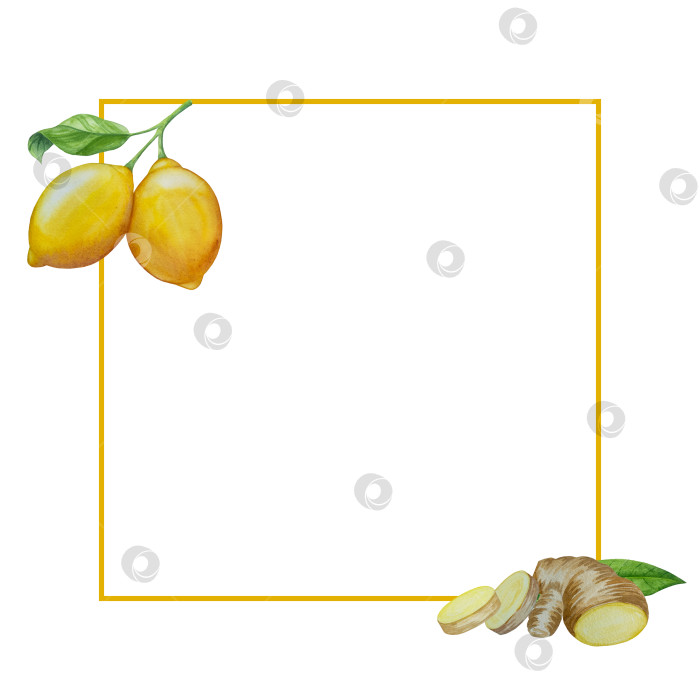 Скачать Акварельная иллюстрация пряного имбиря, половинки, листья и ломтики. Рисованная иллюстрация на белом фоне. Корень имбиря для оформления блюд. Травы и специи для кухни фотосток Ozero