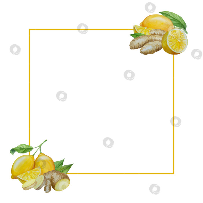 Скачать Акварельная иллюстрация пряного имбиря, половинки, листья и ломтики. Рисованная иллюстрация на белом фоне. Корень имбиря для оформления блюд. Травы и специи для кухни фотосток Ozero