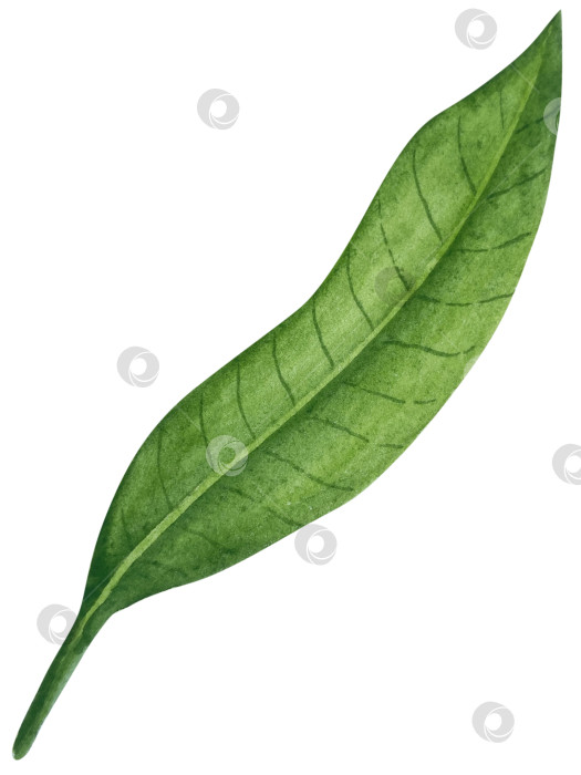 Скачать Акварельная иллюстрация пряного имбиря, половинки, листья и ломтики. Рисованная иллюстрация на белом фоне. Корень имбиря для оформления блюд. Травы и специи для кухни фотосток Ozero