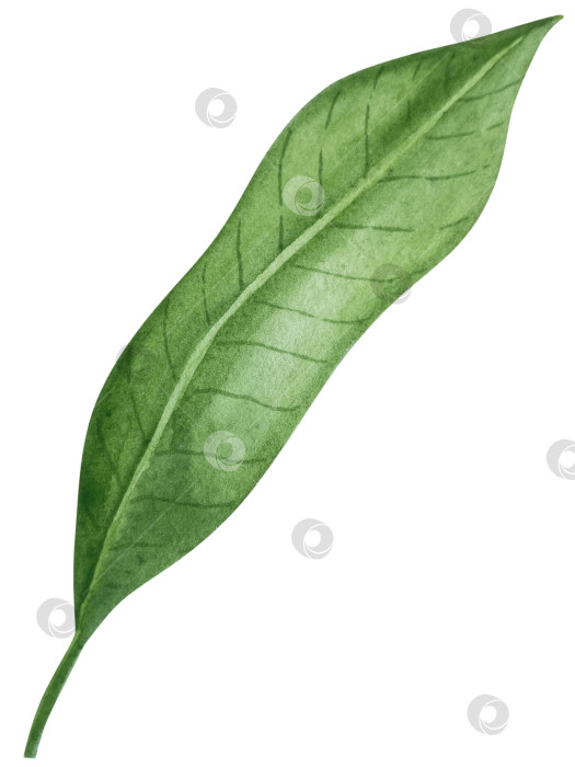 Скачать Акварельная иллюстрация пряного имбиря, половинки, листья и ломтики. Рисованная иллюстрация на белом фоне. Корень имбиря для оформления блюд. Травы и специи для кухни фотосток Ozero