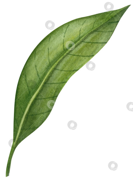 Скачать Акварельная иллюстрация пряного имбиря, половинки, листья и ломтики. Рисованная иллюстрация на белом фоне. Корень имбиря для оформления блюд. Травы и специи для кухни фотосток Ozero