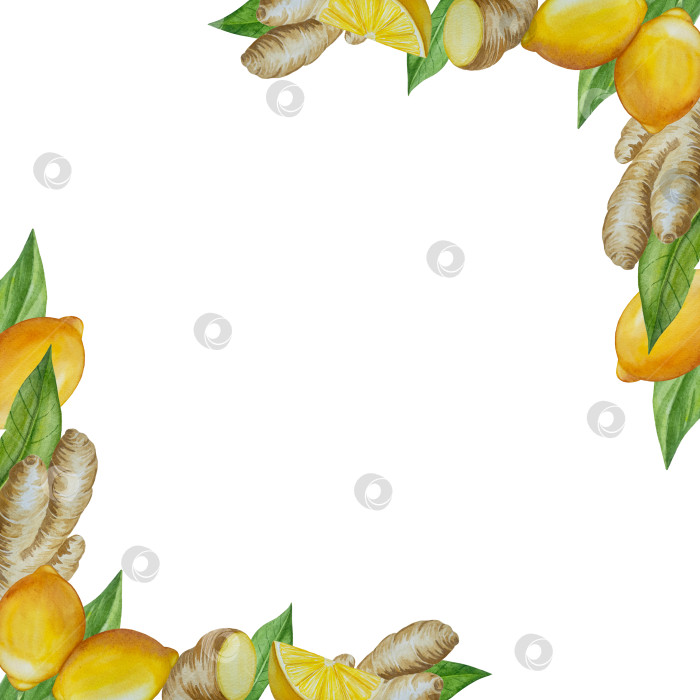 Скачать Акварельная иллюстрация пряного имбиря, половинки, листья и ломтики. Рисованная иллюстрация на белом фоне. Корень имбиря для оформления блюд. Травы и специи для кухни фотосток Ozero