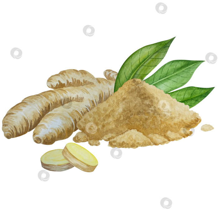 Скачать Акварельная иллюстрация пряного имбиря, половинки, листья и ломтики. Рисованная иллюстрация на белом фоне. Корень имбиря для оформления блюд. Травы и специи для кухни фотосток Ozero