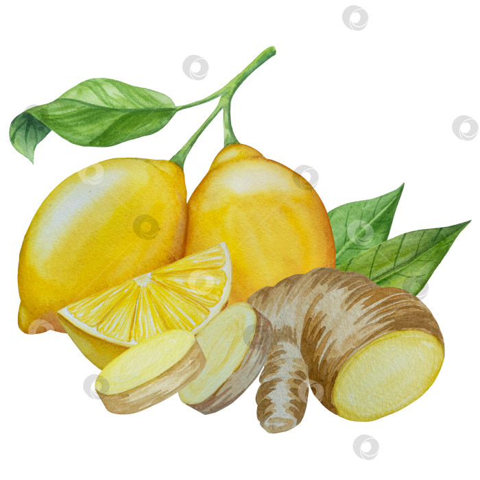 Скачать Акварельная иллюстрация пряного имбиря, половинки, листья и ломтики. Рисованная иллюстрация на белом фоне. Корень имбиря для оформления блюд. Травы и специи для кухни фотосток Ozero