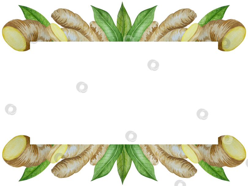 Скачать Акварельная иллюстрация пряного имбиря, половинки, листья и ломтики. Рисованная иллюстрация на белом фоне. Корень имбиря для оформления блюд. Травы и специи для кухни фотосток Ozero