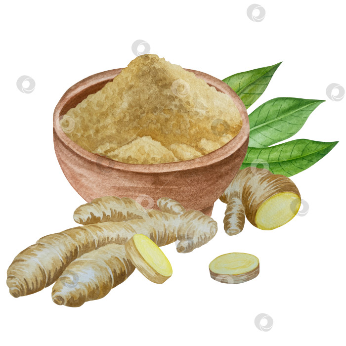 Скачать Акварельная иллюстрация пряного имбиря, половинки, листья и ломтики. Рисованная иллюстрация на белом фоне. Корень имбиря для оформления блюд. Травы и специи для кухни фотосток Ozero