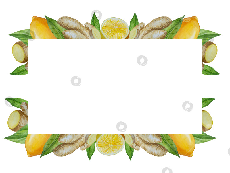 Скачать Акварельная иллюстрация пряного имбиря, половинки, листья и ломтики. Рисованная иллюстрация на белом фоне. Корень имбиря для оформления блюд. Травы и специи для кухни фотосток Ozero