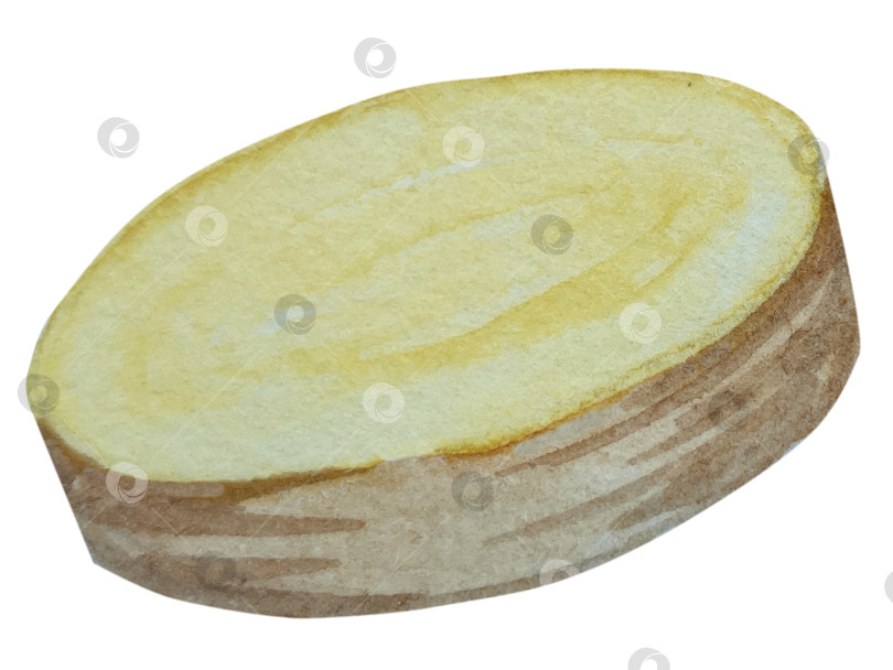 Скачать Акварельная иллюстрация пряного имбиря, половинки, листья и ломтики. Рисованная иллюстрация на белом фоне. Корень имбиря для оформления блюд. Травы и специи для кухни фотосток Ozero