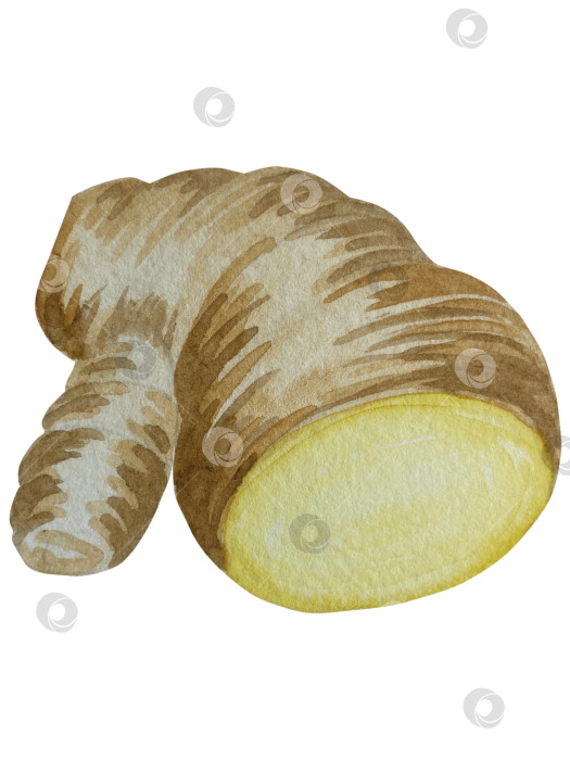 Скачать Акварельная иллюстрация пряного имбиря, половинки, листья и ломтики. Рисованная иллюстрация на белом фоне. Корень имбиря для оформления блюд. Травы и специи для кухни фотосток Ozero