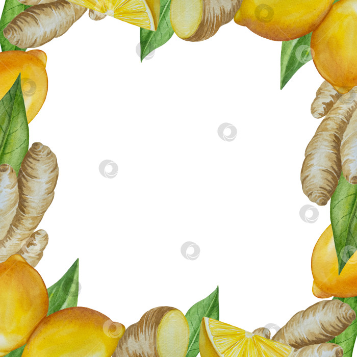 Скачать Акварельная иллюстрация пряного имбиря, половинки, листья и ломтики. Рисованная иллюстрация на белом фоне. Корень имбиря для оформления блюд. Травы и специи для кухни фотосток Ozero