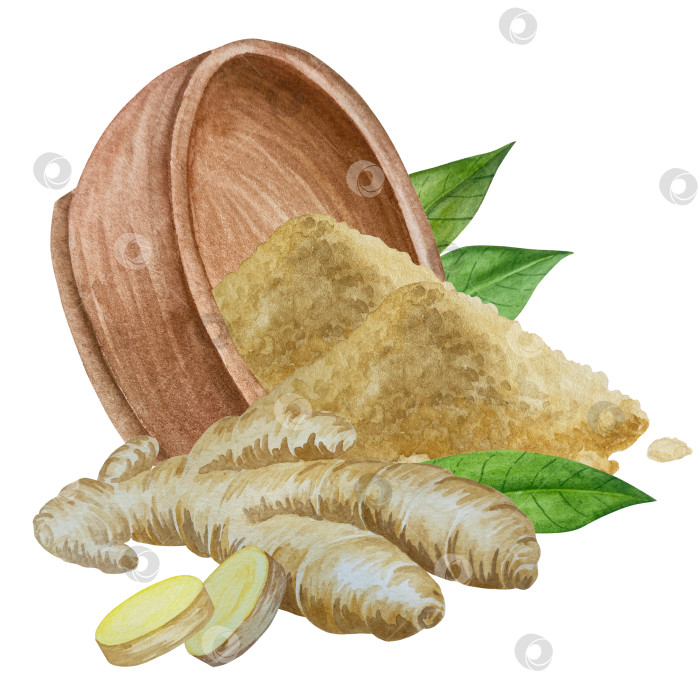 Скачать Акварельная иллюстрация пряного имбиря, половинки, листья и ломтики. Рисованная иллюстрация на белом фоне. Корень имбиря для оформления блюд. Травы и специи для кухни фотосток Ozero