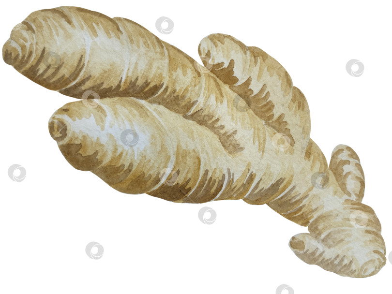 Скачать Акварельная иллюстрация пряного имбиря, половинки, листья и ломтики. Рисованная иллюстрация на белом фоне. Корень имбиря для оформления блюд. Травы и специи для кухни фотосток Ozero