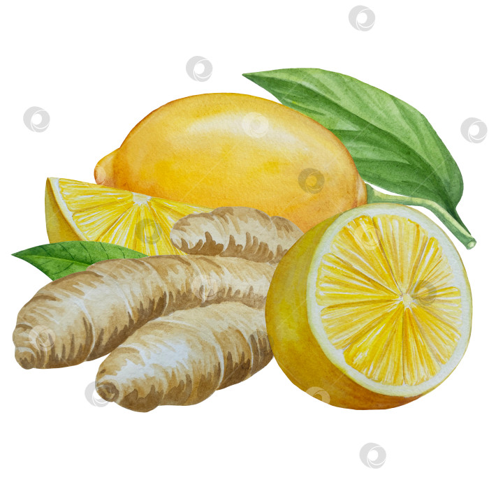 Скачать Акварельная иллюстрация пряного имбиря, половинки, листья и ломтики. Рисованная иллюстрация на белом фоне. Корень имбиря для оформления блюд. Травы и специи для кухни фотосток Ozero