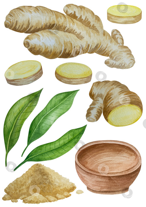 Скачать Акварельная иллюстрация пряного имбиря, половинки, листья и ломтики. Рисованная иллюстрация на белом фоне. Корень имбиря для оформления блюд. Травы и специи для кухни фотосток Ozero