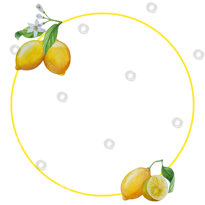 Скачать Акварельный лимонный набор. Половинка, ломтик, зеленый лист, веточка летнего тропического фрукта. Антивирусное полезное питание. Идеально подходит для домашнего декора, изготовления открыток, коктейльной карты. фотосток Ozero
