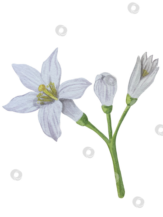 Скачать Акварельный лимонный набор. Половинка, ломтик, зеленый лист, веточка летнего тропического фрукта. Антивирусное полезное питание. Идеально подходит для домашнего декора, изготовления открыток, коктейльной карты. фотосток Ozero