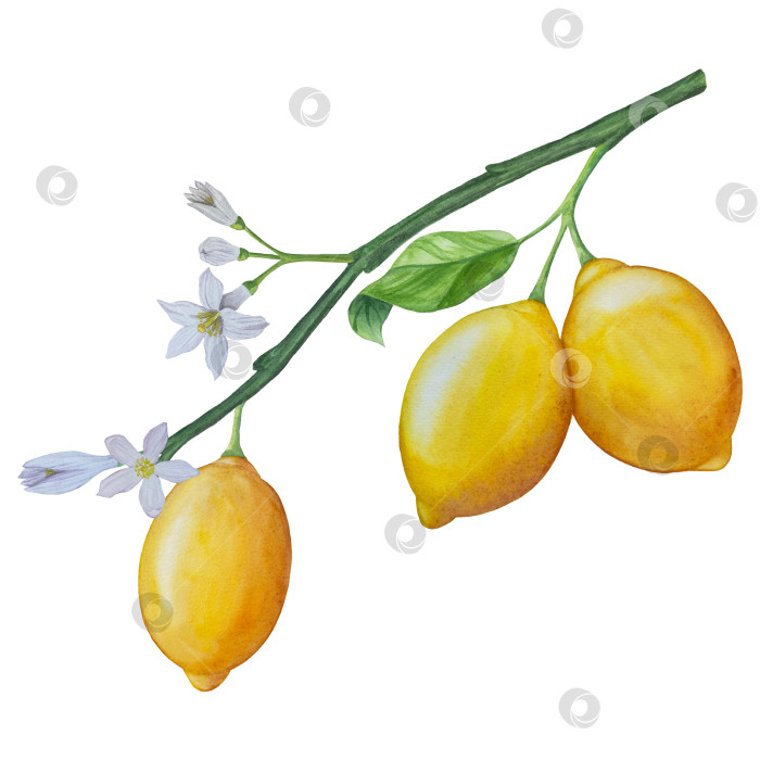 Скачать Акварельный лимонный набор. Половинка, ломтик, зеленый лист, веточка летнего тропического фрукта. Антивирусное полезное питание. Идеально подходит для домашнего декора, изготовления открыток, коктейльной карты. фотосток Ozero
