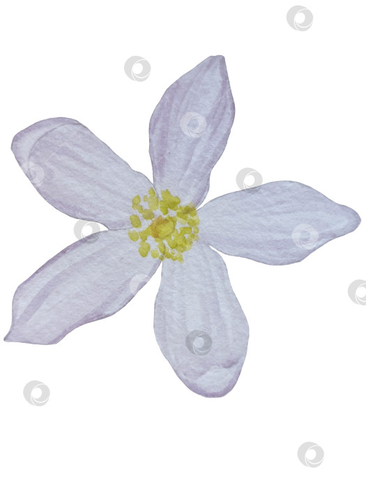 Скачать Акварельный лимонный набор. Половинка, ломтик, зеленый лист, веточка летнего тропического фрукта. Антивирусное полезное питание. Идеально подходит для домашнего декора, изготовления открыток, коктейльной карты. фотосток Ozero