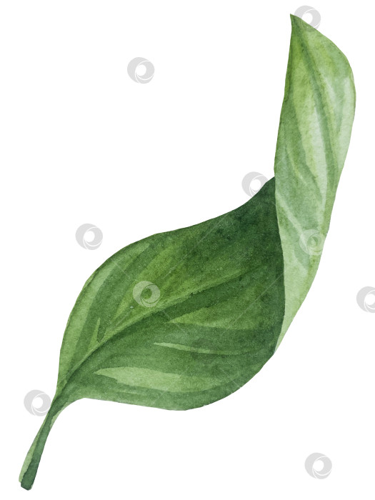 Скачать Акварельный лимонный набор. Половинка, ломтик, зеленый лист, веточка летнего тропического фрукта. Антивирусное полезное питание. Идеально подходит для домашнего декора, изготовления открыток, коктейльной карты. фотосток Ozero