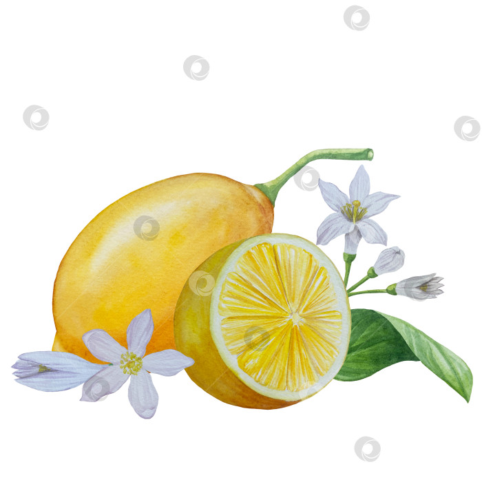 Скачать Акварельный лимонный набор. Половинка, ломтик, зеленый лист, веточка летнего тропического фрукта. Антивирусное полезное питание. Идеально подходит для домашнего декора, изготовления открыток, коктейльной карты. фотосток Ozero