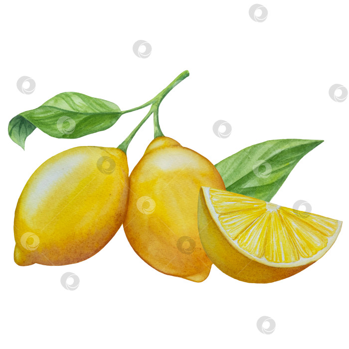Скачать Акварельный лимонный набор. Половинка, ломтик, зеленый лист, веточка летнего тропического фрукта. Антивирусное полезное питание. Идеально подходит для домашнего декора, изготовления открыток, коктейльной карты. фотосток Ozero