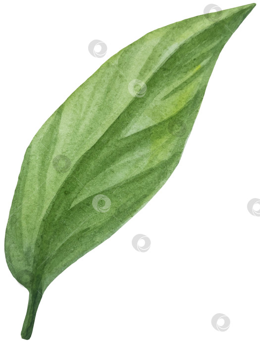 Скачать Акварельный лимонный набор. Половинка, ломтик, зеленый лист, веточка летнего тропического фрукта. Антивирусное полезное питание. Идеально подходит для домашнего декора, изготовления открыток, коктейльной карты. фотосток Ozero