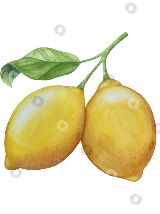 Скачать Акварельный лимонный набор. Половинка, ломтик, зеленый лист, веточка летнего тропического фрукта. Антивирусное полезное питание. Идеально подходит для домашнего декора, изготовления открыток, коктейльной карты. фотосток Ozero