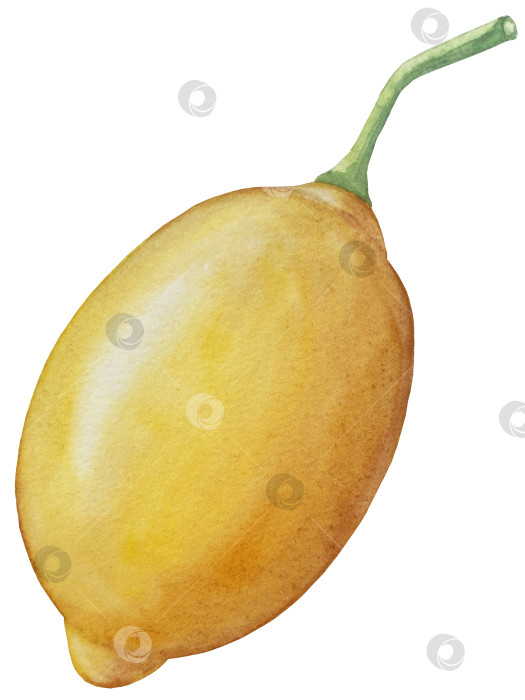 Скачать Акварельный лимонный набор. Половинка, ломтик, зеленый лист, веточка летнего тропического фрукта. Антивирусное полезное питание. Идеально подходит для домашнего декора, изготовления открыток, коктейльной карты. фотосток Ozero