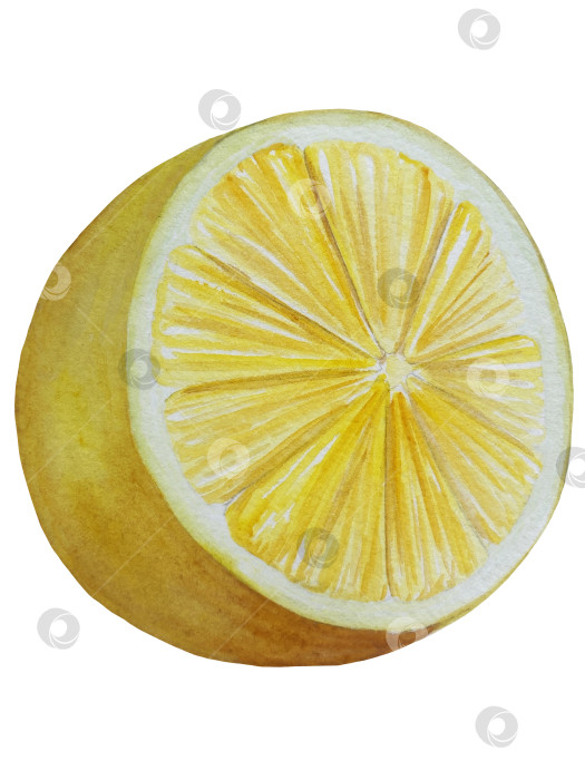 Скачать Акварельный лимонный набор. Половинка, ломтик, зеленый лист, веточка летнего тропического фрукта. Антивирусное полезное питание. Идеально подходит для домашнего декора, изготовления открыток, коктейльной карты. фотосток Ozero