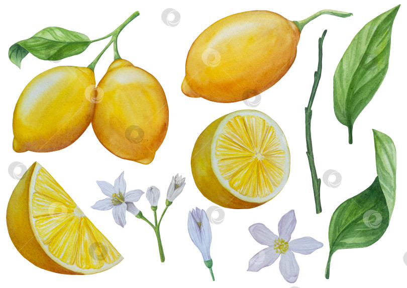 Скачать Акварельный лимонный набор. Половинка, ломтик, зеленый лист, веточка летнего тропического фрукта. Антивирусное полезное питание. Идеально подходит для домашнего декора, изготовления открыток, коктейльной карты. фотосток Ozero