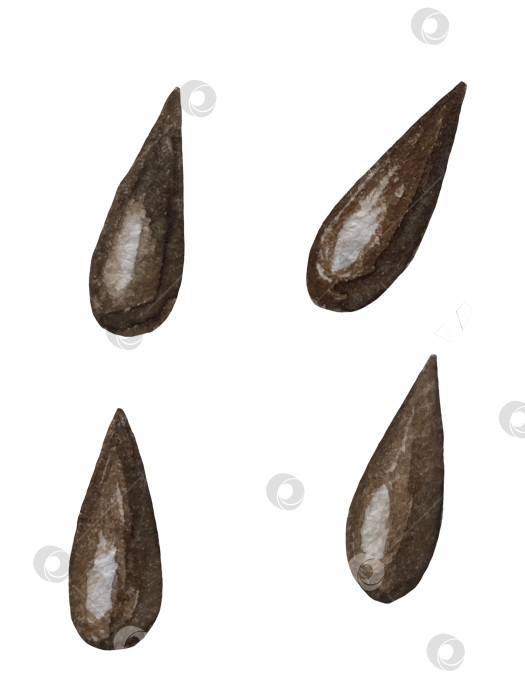 Скачать Акварельная иллюстрация "Сладкие груши", фрукты на изолированном фоне, ботаническая роспись. Спелая желтая груша с листьями и цветами фотосток Ozero