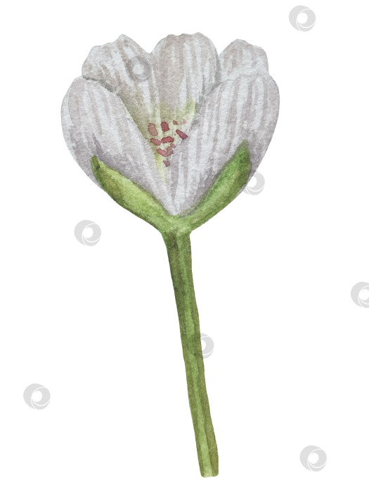 Скачать Акварельная иллюстрация "Сладкие груши", фрукты на изолированном фоне, ботаническая роспись. Спелая желтая груша с листьями и цветами фотосток Ozero