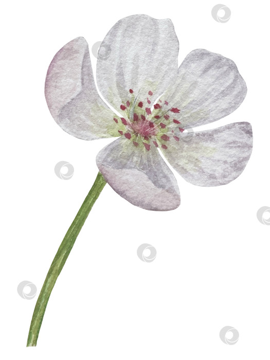 Скачать Акварельная иллюстрация "Сладкие груши", фрукты на изолированном фоне, ботаническая роспись. Спелая желтая груша с листьями и цветами фотосток Ozero