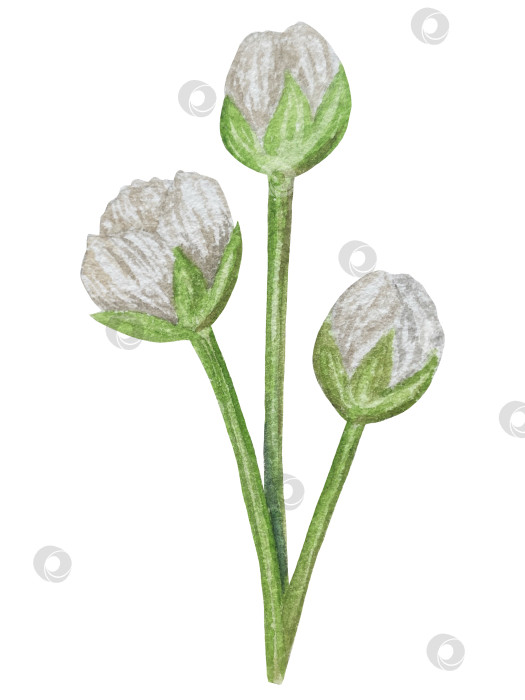 Скачать Акварельная иллюстрация "Сладкие груши", фрукты на изолированном фоне, ботаническая роспись. Спелая желтая груша с листьями и цветами фотосток Ozero