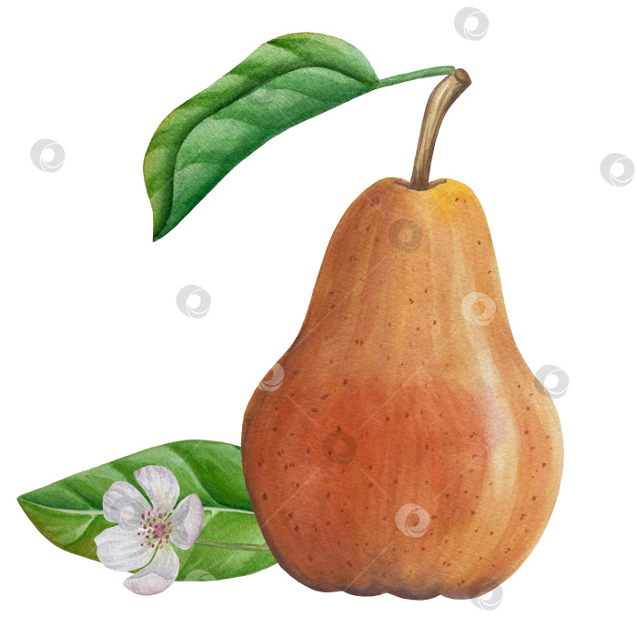 Скачать Акварельная иллюстрация "Сладкие груши", фрукты на изолированном фоне, ботаническая роспись. Спелая желтая груша с листьями и цветами фотосток Ozero