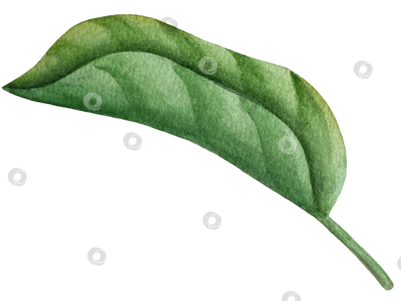 Скачать Акварельная иллюстрация "Сладкие груши", фрукты на изолированном фоне, ботаническая роспись. Спелая желтая груша с листьями и цветами фотосток Ozero