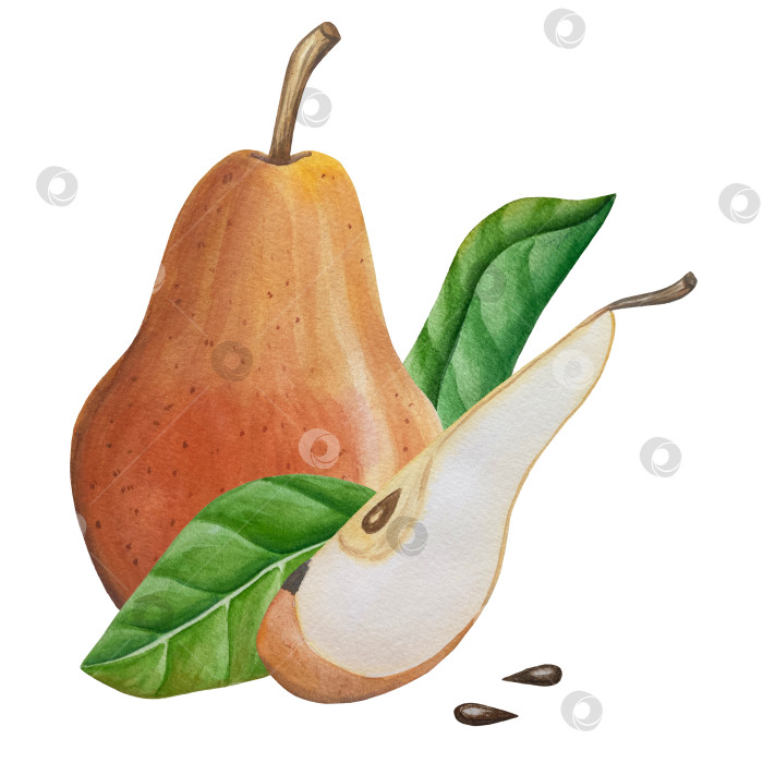 Скачать Акварельная иллюстрация "Сладкие груши", фрукты на изолированном фоне, ботаническая роспись. Спелая желтая груша с листьями и цветами фотосток Ozero