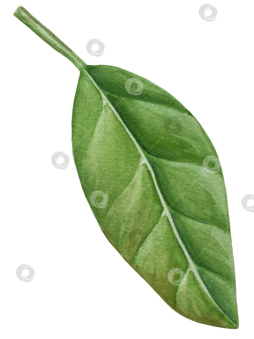 Скачать Акварельная иллюстрация "Сладкие груши", фрукты на изолированном фоне, ботаническая роспись. Спелая желтая груша с листьями и цветами фотосток Ozero