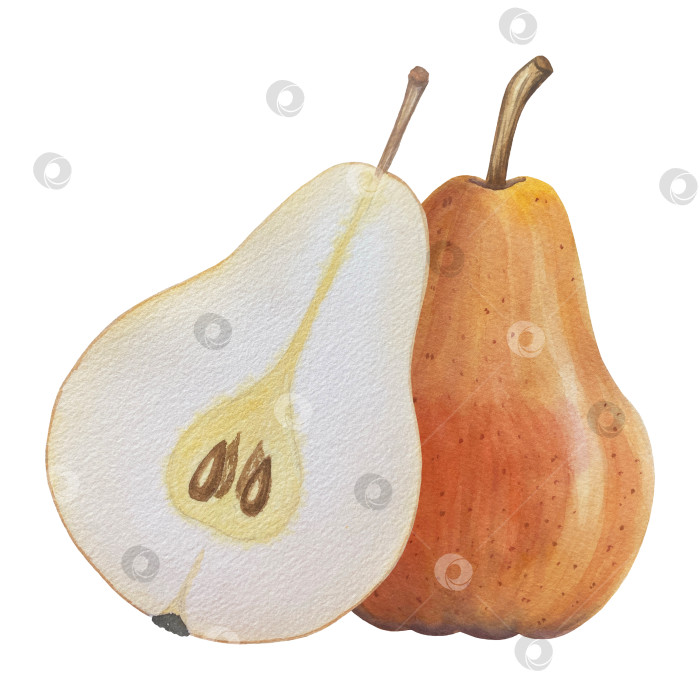 Скачать Акварельная иллюстрация "Сладкие груши", фрукты на изолированном фоне, ботаническая роспись. Спелая желтая груша с листьями и цветами фотосток Ozero
