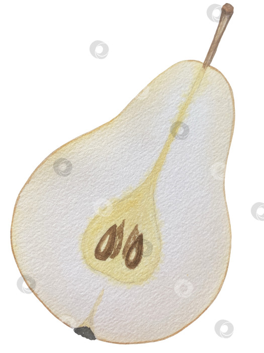 Скачать Акварельная иллюстрация "Сладкие груши", фрукты на изолированном фоне, ботаническая роспись. Спелая желтая груша с листьями и цветами фотосток Ozero