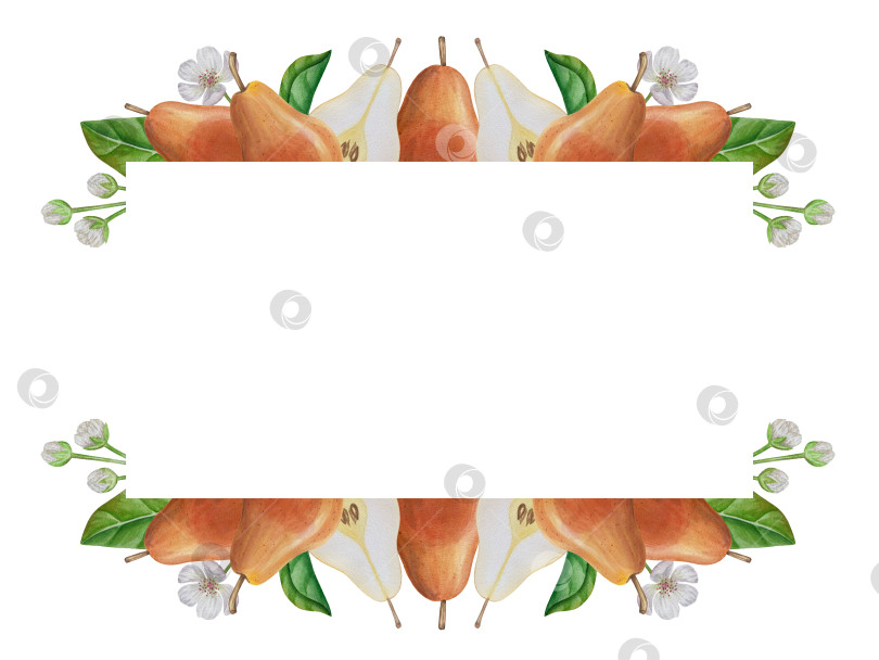 Скачать Акварельная иллюстрация "Сладкие груши", фрукты на изолированном фоне, ботанический рисунок. Спелая желтая груша с листьями и цветами фотосток Ozero