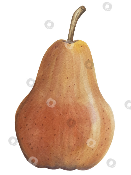 Скачать Акварельная иллюстрация "Сладкие груши", фрукты на изолированном фоне, ботанический рисунок. Спелая желтая груша с листьями и цветами фотосток Ozero