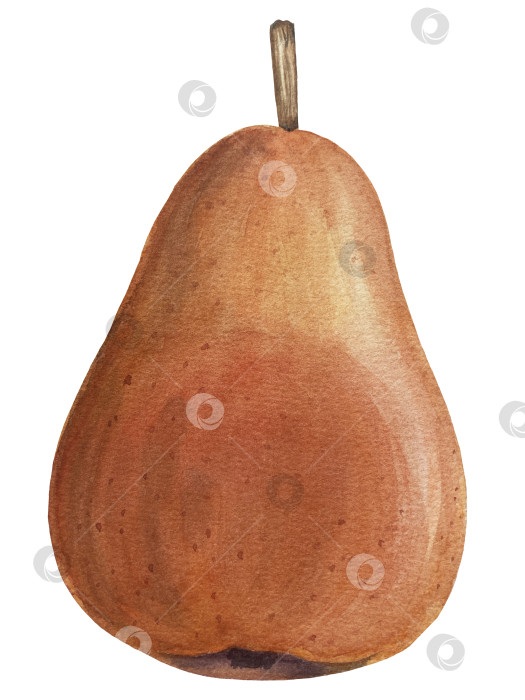 Скачать Акварельная иллюстрация "Сладкие груши", фрукты на изолированном фоне, ботаническая роспись. Спелая желтая груша с листьями и цветами фотосток Ozero