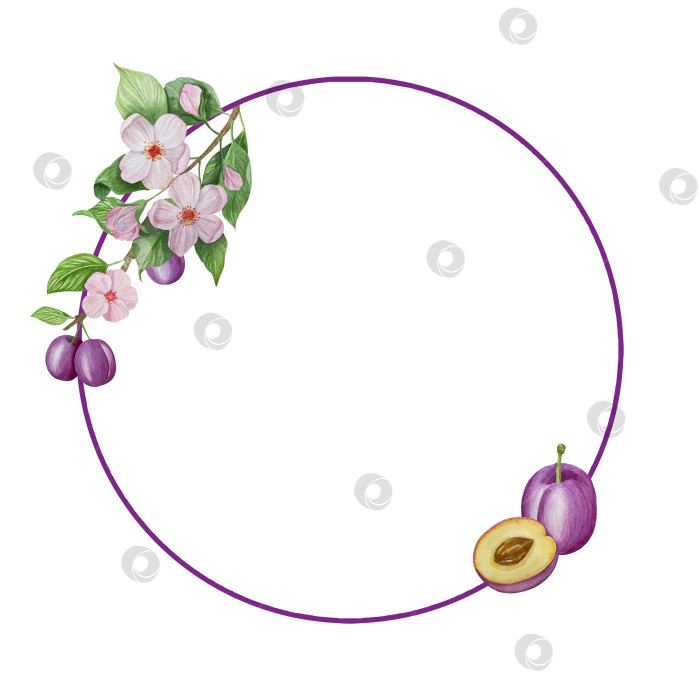 Скачать Ветка со сливами, набор фиолетовых ягод на белом фоне, ботаническая иллюстрация, выполненная акварелью от руки, спелые фрукты фотосток Ozero