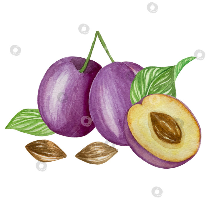 Скачать Ветка со сливами, набор фиолетовых ягод на белом фоне, ботаническая иллюстрация, выполненная акварелью от руки, спелые фрукты фотосток Ozero